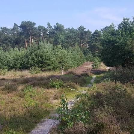 Wandelpad door de heide met dennenbomen